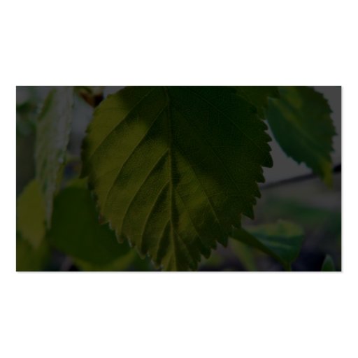 Beautiful Birch Leaves Business Cards (back side)