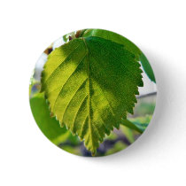 Beautiful Birch Leaves Pins