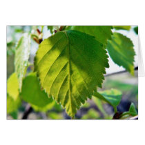 Beautiful Birch Leaves Card