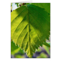 Beautiful Birch Leaves Card