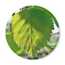 Beautiful Birch Leaves Fridge Magnet