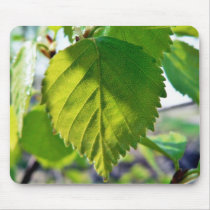 Beautiful Birch Leaves Mouse Pads
