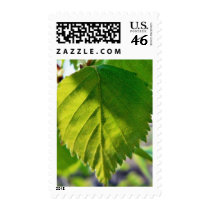 Beautiful Birch Leaves Postage Stamps