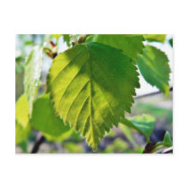 Beautiful Birch Leaves Post Cards