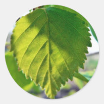 Beautiful Birch Leaves stickers
