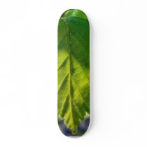 Beautiful Birch Leaves Custom Skate Board