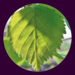 Beautiful Birch Leaves