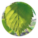 Beautiful Birch Leaves stickers