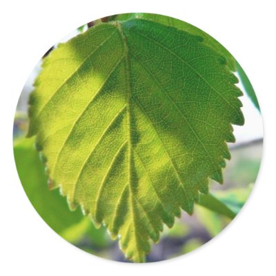 Beautiful Birch Leaves Round Sticker by lifesphere