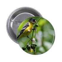 Beautiful Bird Buttons