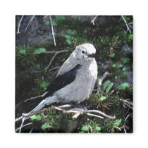 Beautiful Bird magnets