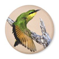 Beautiful Bird magnets