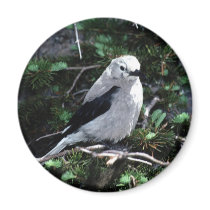 Beautiful Bird magnets