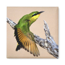 Beautiful Bird magnets