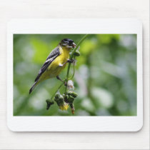 Beautiful Bird Mousepads