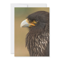 Beautiful Bird of Prey Invitation
