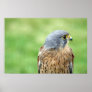 beautiful bird of prey poster