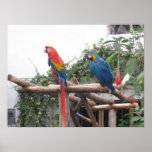 Beautiful birds of Peru Print