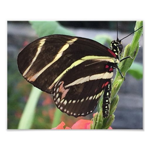 Beautiful Black Butterfly with yellow stripes Photo Print Zazzle