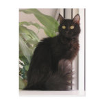 Beautiful Black Cat Postcards