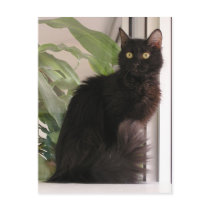 Beautiful Black Cat postcards