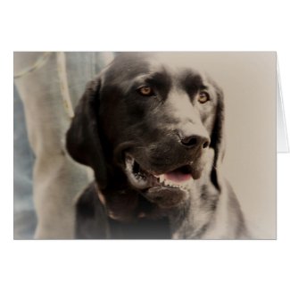 Beautiful Black Labrador Retriever Portrait card