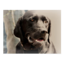 Beautiful Black Labrador Retriever Portrait Postcards