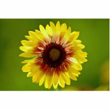 Beautiful Blanket flower, gaillardia aristata Photo Sculpture