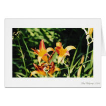 Beautiful Blooms 1 cards