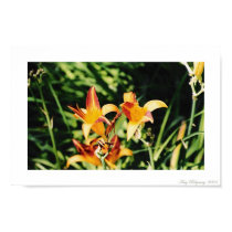 Beautiful Blooms 1 posters by Shokara Beautiful Blooms 1 posters