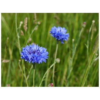 Beautiful Blue Cornflowers meadow flower design postcard