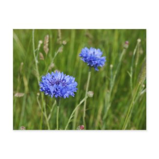 Beautiful Blue Cornflowers meadow flower design card