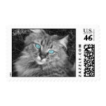 Beautiful Blue eyed kitty Postage Stamps