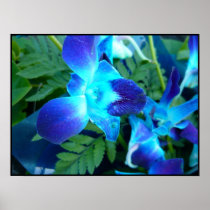 Beautiful Blue Flower Colors Poster posters