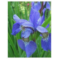 beautiful blue iris flowers flyer