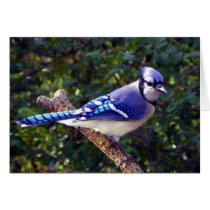 Beautiful Blue Jay cards