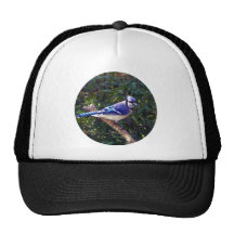 Beautiful Blue Jay Hats