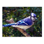 Beautiful Blue Jay Post Card