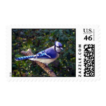 Beautiful Blue Jay stamps