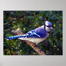 Beautiful Blue Jay Posters