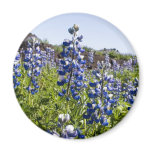 Beautiful blue lupina refrigerator magnet