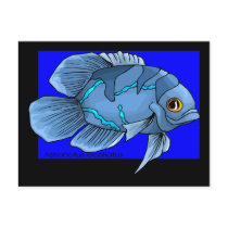 Beautiful Blue Tropical Oscar Fish Postcard