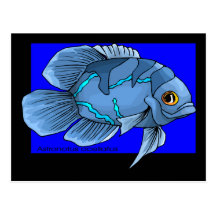 Beautiful Blue Tropical Oscar Fish Postcard