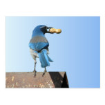 Beautiful Bluebird Post Cards