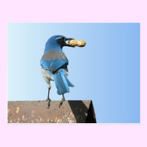 Beautiful Bluebird postcards