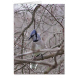 Beautiful Bluejay Beautiful Bluejay