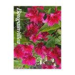 Beautiful Bougainvillea  Gifts Postcards