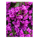 Beautiful Bougainvillea Post Card