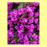 Beautiful Bougainvillea postcards