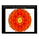 Beautiful Buddhist Quote with Vibrant Mandela posters by spiritcircle Beautiful Buddhist Quote with Vibrant Mandela posters